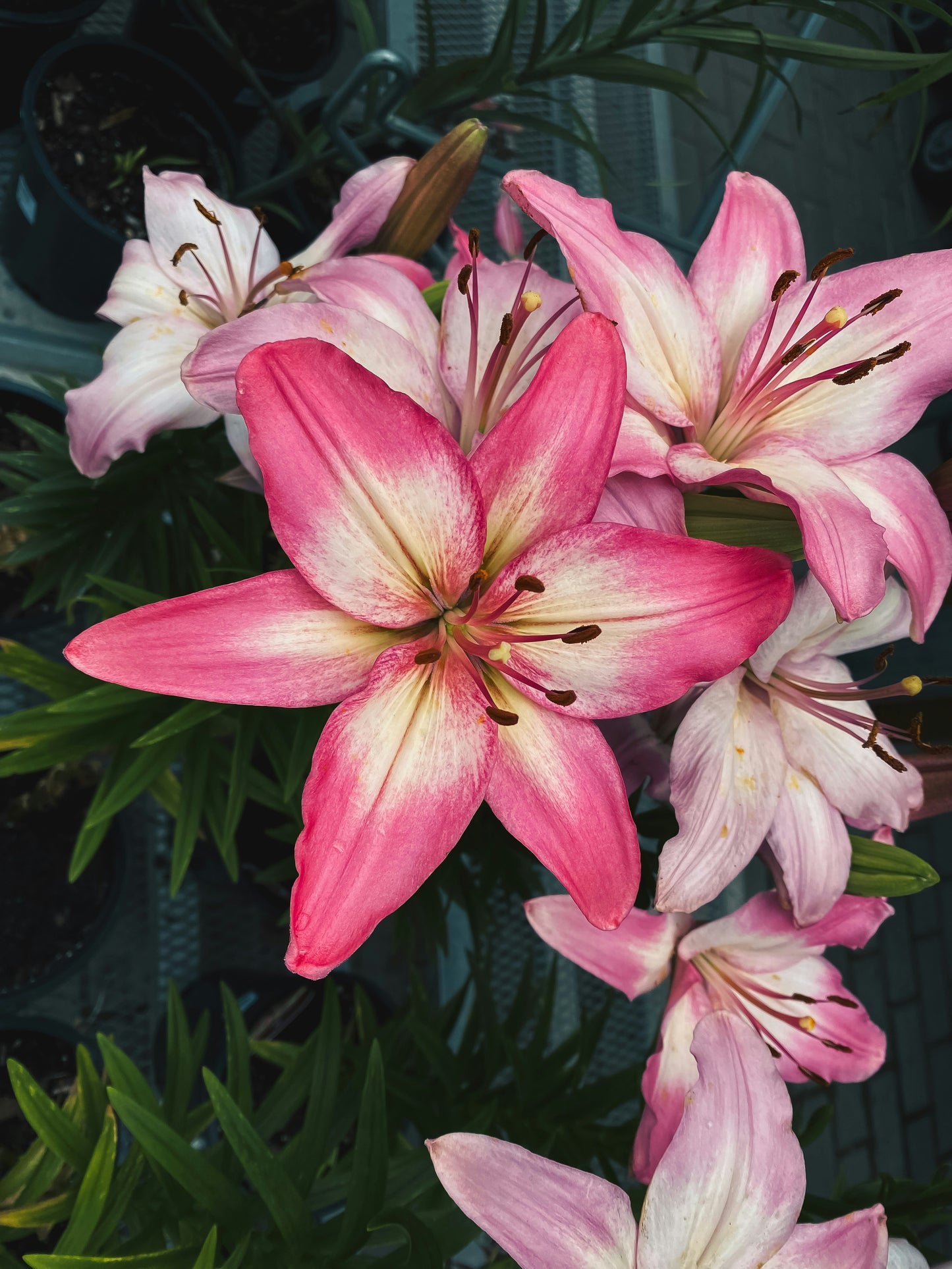 🌸 Farewell Flowers